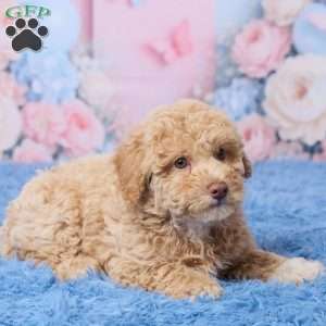 Sally, Mini Aussiedoodle Puppy